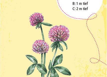 Expedition Natur – 50 heimische Blumen – Illustrierte Beispielkarte mit Quizfrage