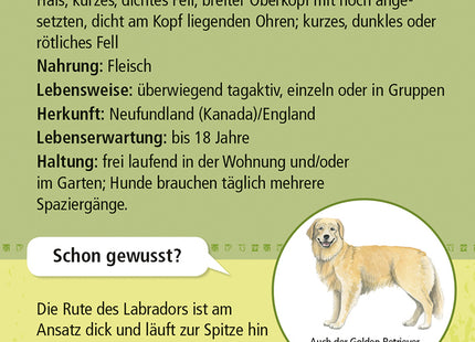 Expedition Natur – 50 Haustiere – Rückseite der Labrador-Karte mit Steckbrief
