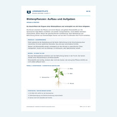 Blütenpflanzen: Aufbau und Aufgaben – kostenloses Biologie-Arbeitsblatt mit Lösungen (PDF)