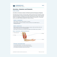 Knochen, Gelenke und Muskeln – kostenloses Biologie-Arbeitsblatt mit Lösungen (PDF)