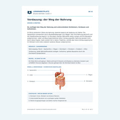 Verdauung: der Weg der Nahrung – kostenloses Biologie-Arbeitsblatt mit Lösungen (PDF)