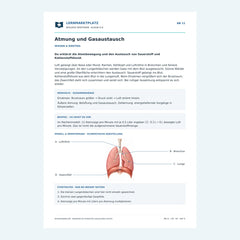 Atmung und Gasaustausch – kostenloses Biologie-Arbeitsblatt mit Lösungen (PDF)