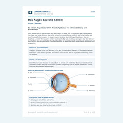 Das Auge: Bau und Sehen – kostenloses Biologie-Arbeitsblatt mit Lösungen (PDF)
