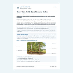 Ökosystem Wald: Schichten und Boden – kostenloses Biologie-Arbeitsblatt mit Lösungen (PDF)