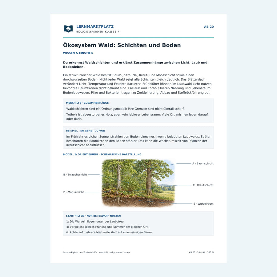 Ökosystem Wald: Schichten und Boden – Vorschau des Biologie-Arbeitsblatts