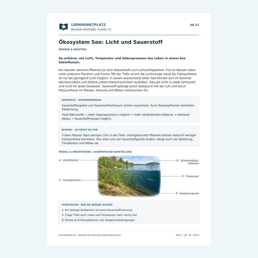 Ökosystem See: Licht und Sauerstoff – Vorschau des Biologie-Arbeitsblatts