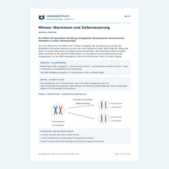 Mitose: Wachstum und Zellerneuerung – kostenloses Biologie-Arbeitsblatt mit Lösungen (PDF)