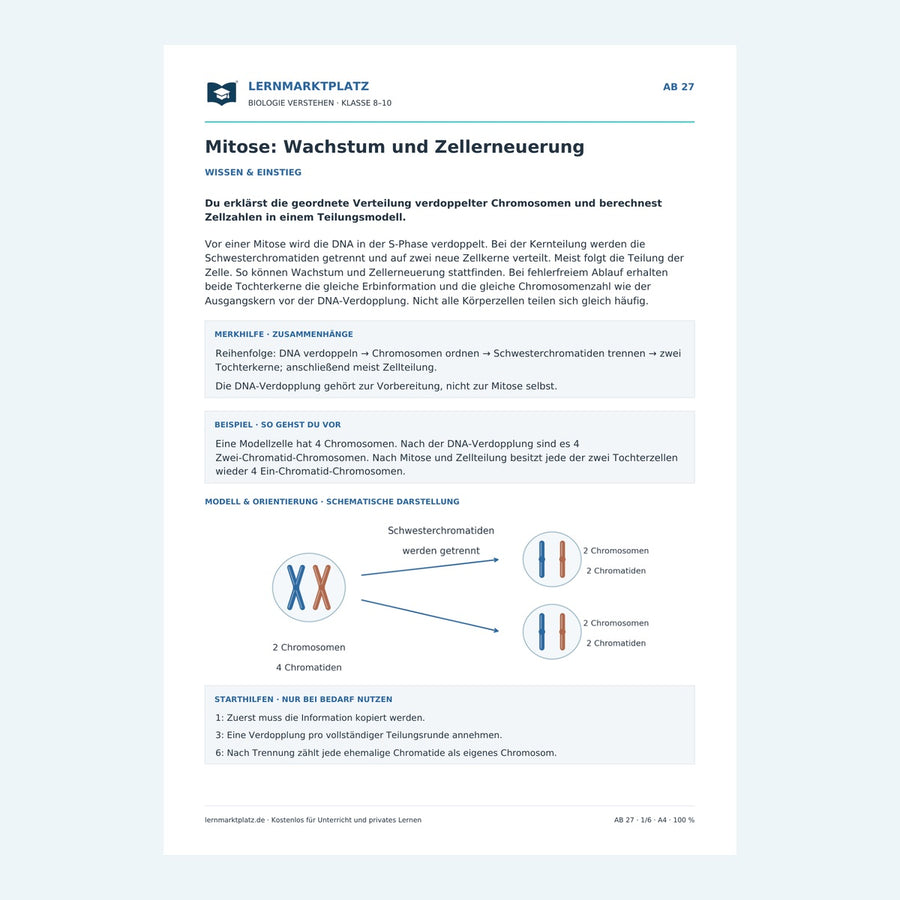 Mitose: Wachstum und Zellerneuerung – Vorschau des Biologie-Arbeitsblatts