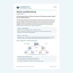 Meiose und Befruchtung – kostenloses Biologie-Arbeitsblatt mit Lösungen (PDF)