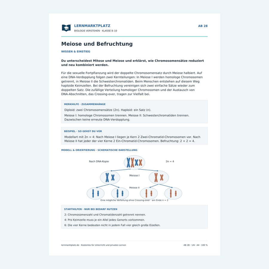 Meiose und Befruchtung – Vorschau des Biologie-Arbeitsblatts