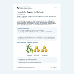 Mendelsche Regeln: ein Merkmal – kostenloses Biologie-Arbeitsblatt mit Lösungen (PDF)