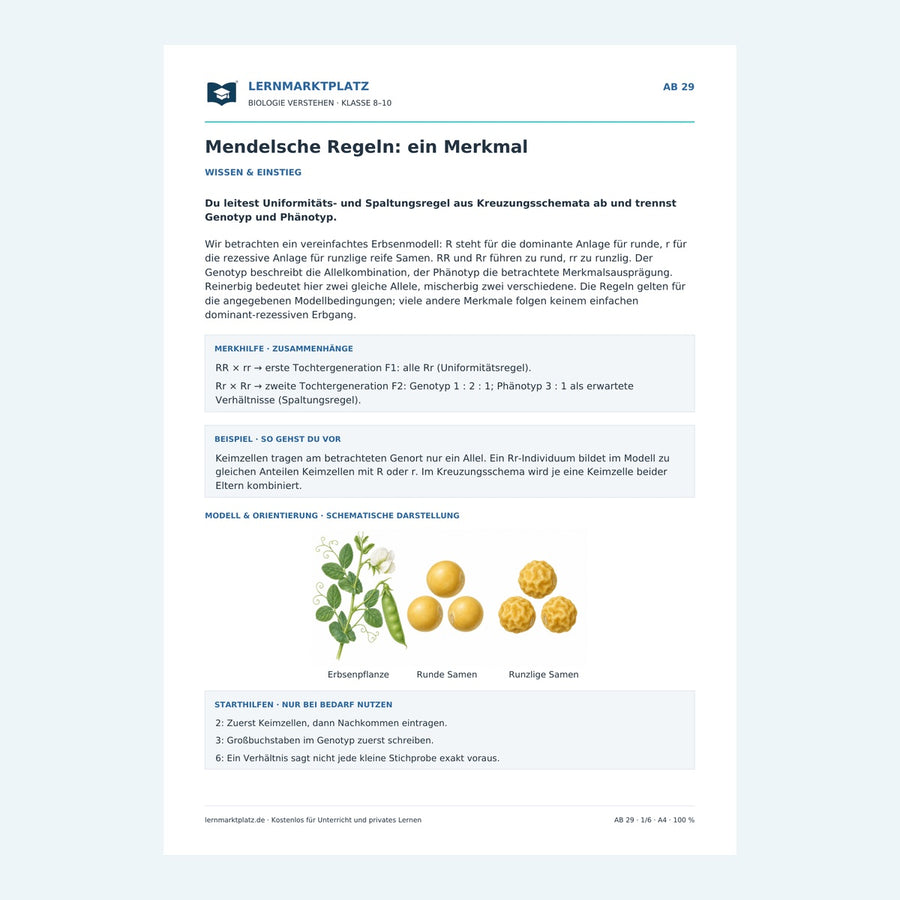 Mendelsche Regeln: ein Merkmal – Vorschau des Biologie-Arbeitsblatts