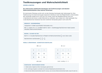 Testkreuzungen und Wahrscheinlichkeit – Vorschau des Biologie-Arbeitsblatts