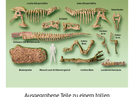 T-Rex 3D (Ausgrabungs-Set mit Werkzeug) - Experimentierkasten