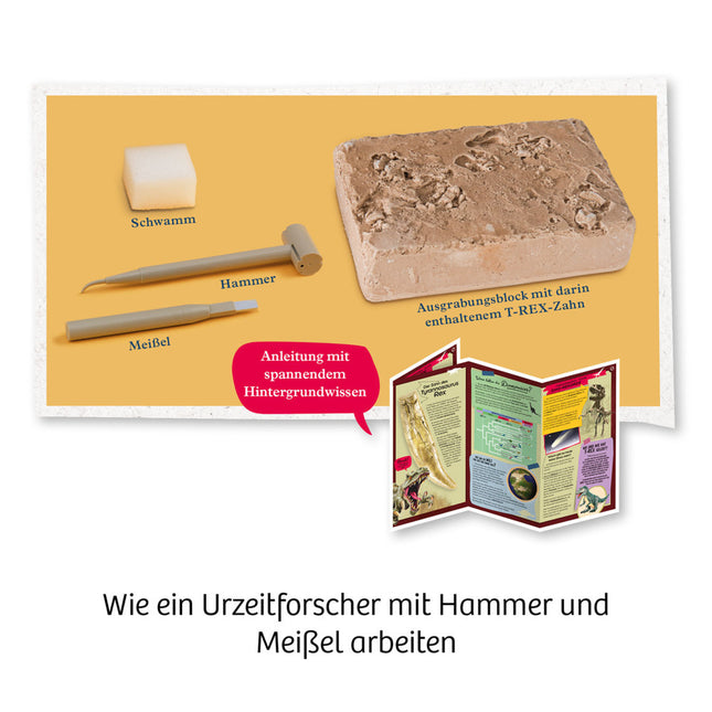 T-Rex-Zahn (Ausgrabungs-Set mit Werkzeug) - Experimentierkasten