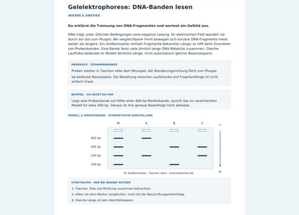 Gelelektrophorese: DNA-Banden lesen – Vorschau des Biologie-Arbeitsblatts