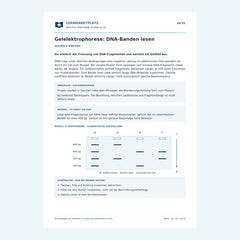 Gelelektrophorese: DNA-Banden lesen – kostenloses Biologie-Arbeitsblatt mit Lösungen (PDF)
