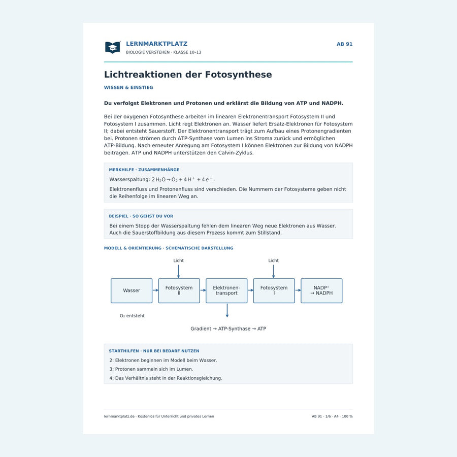 Lichtreaktionen der Fotosynthese – Vorschau des Biologie-Arbeitsblatts