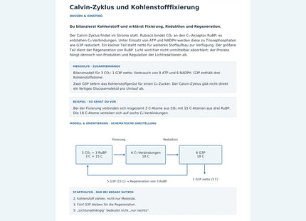 Calvin-Zyklus und Kohlenstofffixierung – Vorschau des Biologie-Arbeitsblatts