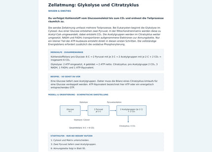 Zellatmung: Glykolyse und Citratzyklus – Vorschau des Biologie-Arbeitsblatts