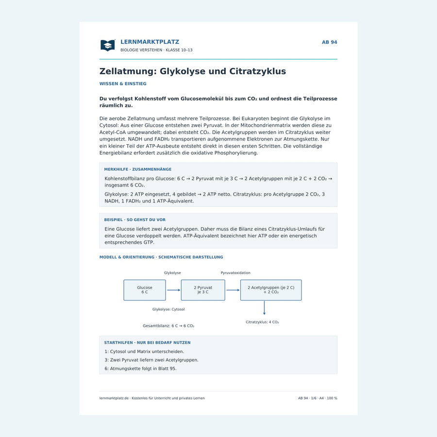 Zellatmung: Glykolyse und Citratzyklus – Vorschau des Biologie-Arbeitsblatts