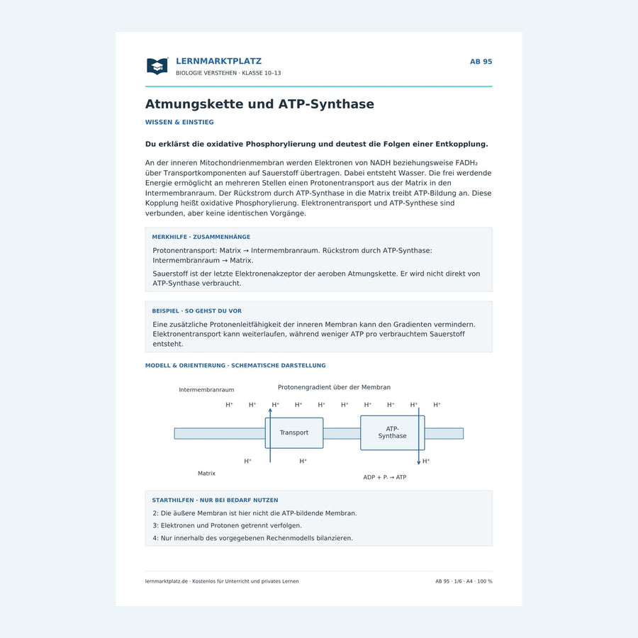 Atmungskette und ATP-Synthase – Vorschau des Biologie-Arbeitsblatts