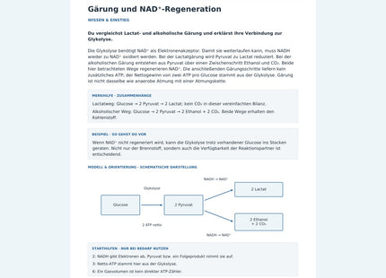 Gärung und NAD⁺-Regeneration – Vorschau des Biologie-Arbeitsblatts