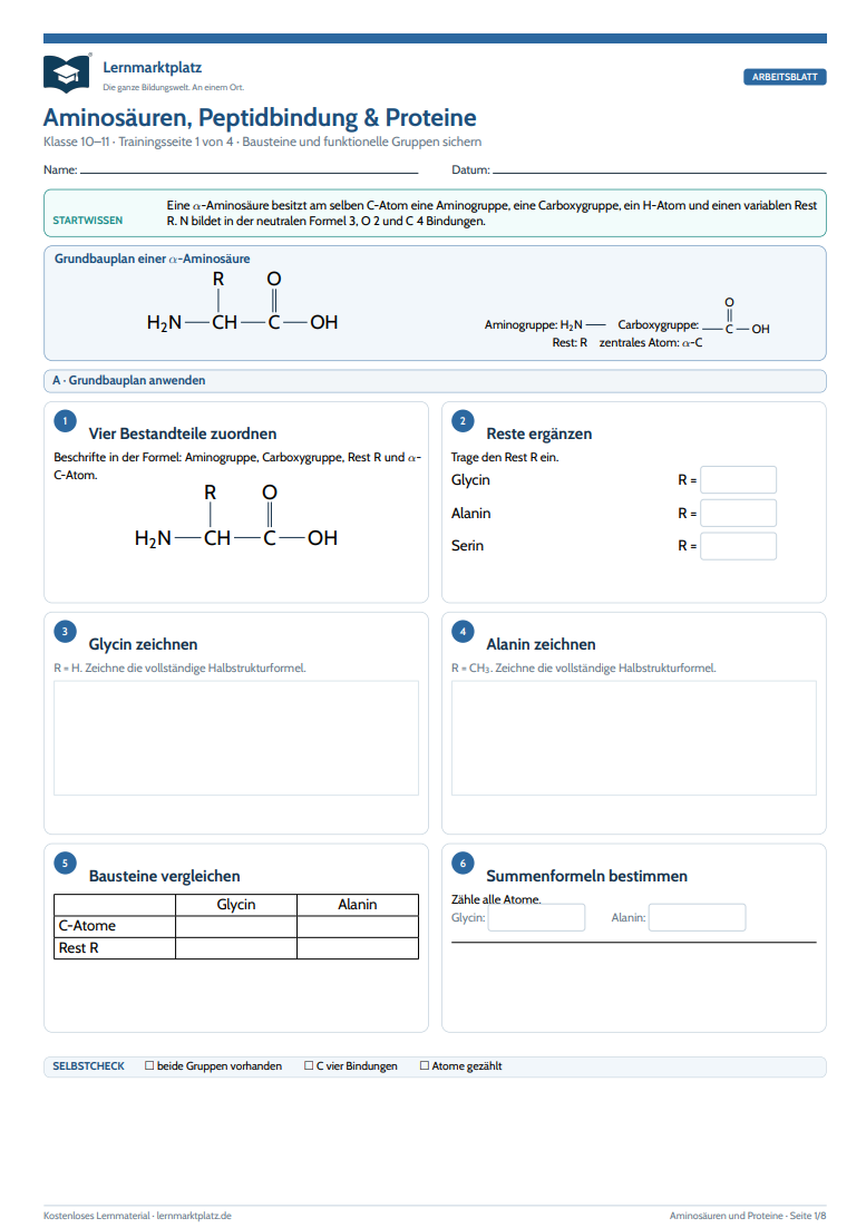 Aminosäuren, Peptidbindung & Proteine – kostenloses Chemie-Arbeitsblatt mit Lösungen (PDF)