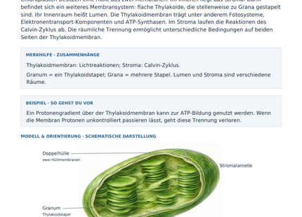 Chloroplasten: Bau und Funktion – kostenloses Biologie-Arbeitsblatt mit Lösungen (PDF)