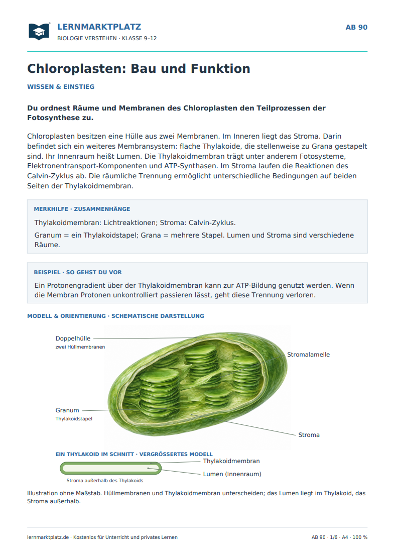 Chloroplasten: Bau und Funktion – kostenloses Biologie-Arbeitsblatt mit Lösungen (PDF)