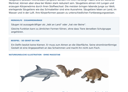 Säugetiere: Merkmale und Angepasstheiten – kostenloses Biologie-Arbeitsblatt mit Lösungen (PDF)