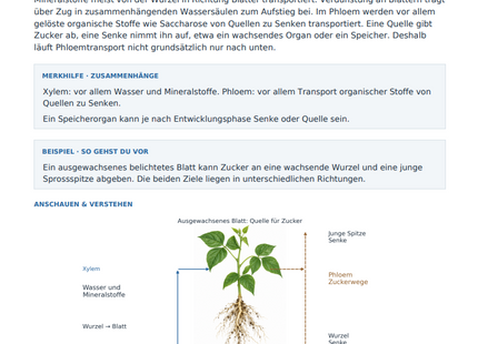 Wasser und Zucker in der Pflanze transportieren – kostenloses Biologie-Arbeitsblatt mit Lösungen (PDF)