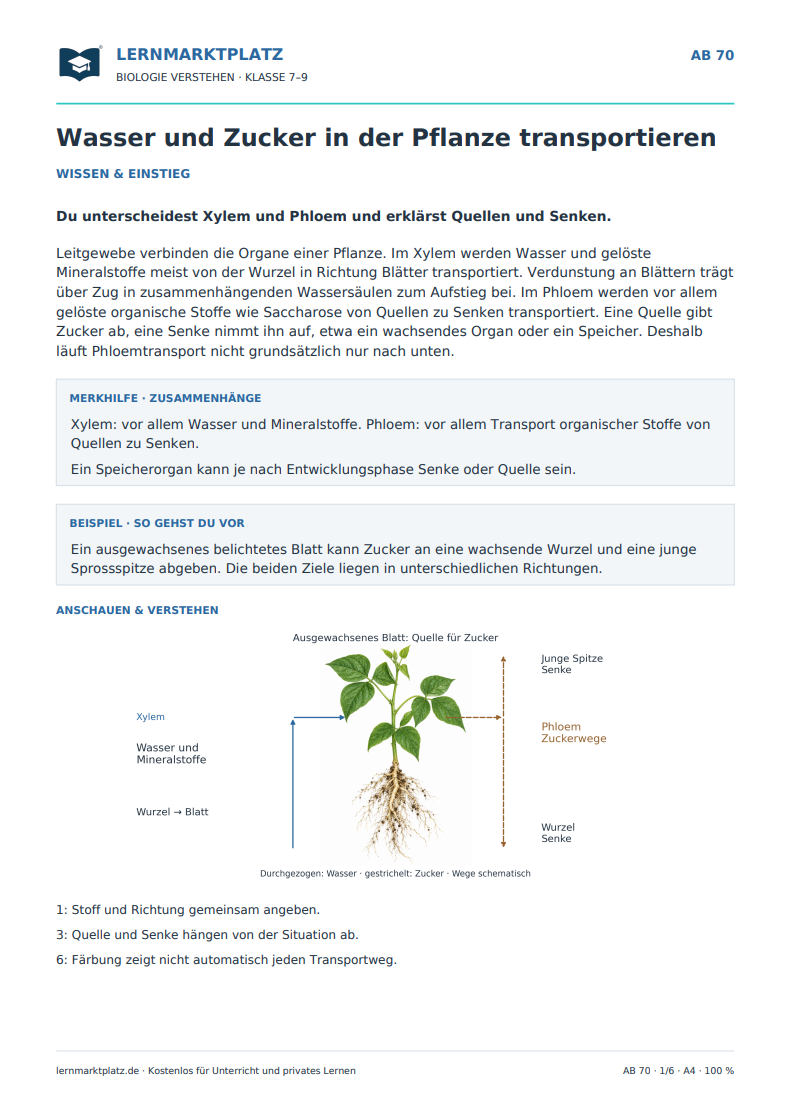 Wasser und Zucker in der Pflanze transportieren – kostenloses Biologie-Arbeitsblatt mit Lösungen (PDF)