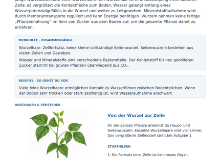 Wurzeln und Wasseraufnahme – kostenloses Biologie-Arbeitsblatt mit Lösungen (PDF)