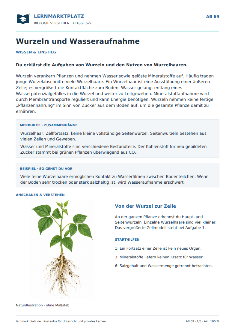 Wurzeln und Wasseraufnahme – kostenloses Biologie-Arbeitsblatt mit Lösungen (PDF)