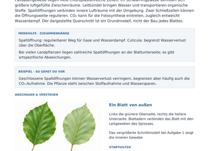 Blattbau und Spaltöffnungen – kostenloses Biologie-Arbeitsblatt mit Lösungen (PDF)