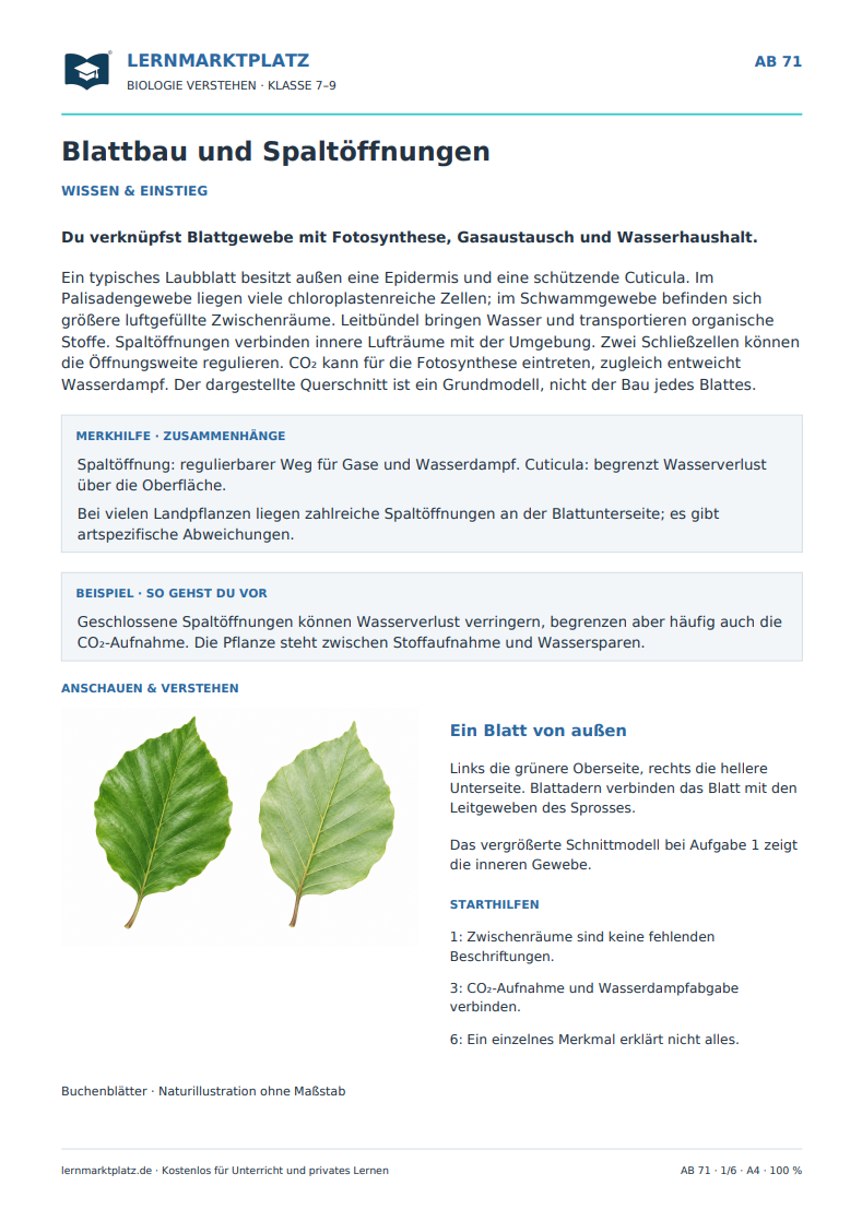Blattbau und Spaltöffnungen – kostenloses Biologie-Arbeitsblatt mit Lösungen (PDF)