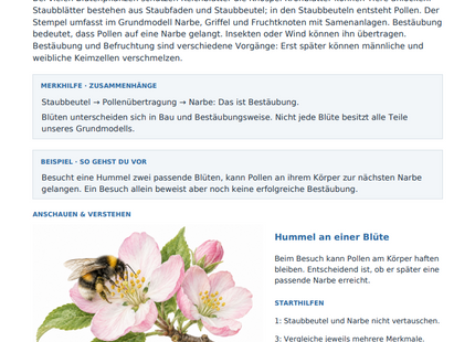Blüten und Bestäubung – kostenloses Biologie-Arbeitsblatt mit Lösungen (PDF)