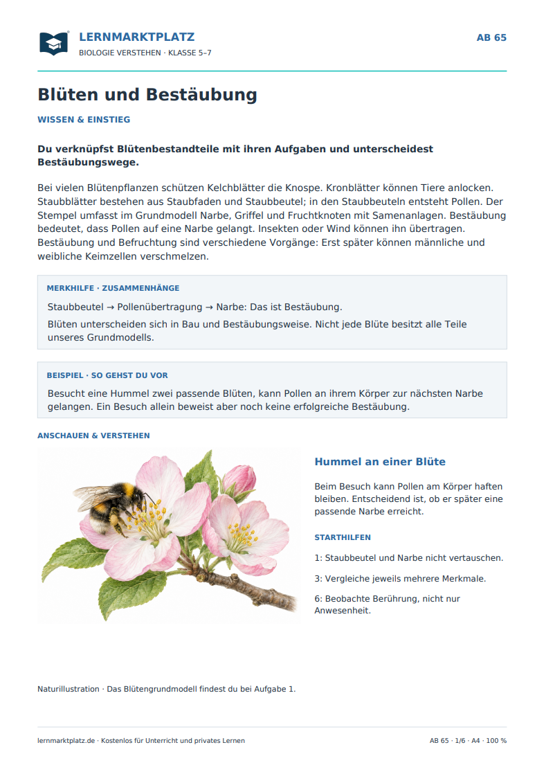 Blüten und Bestäubung – kostenloses Biologie-Arbeitsblatt mit Lösungen (PDF)