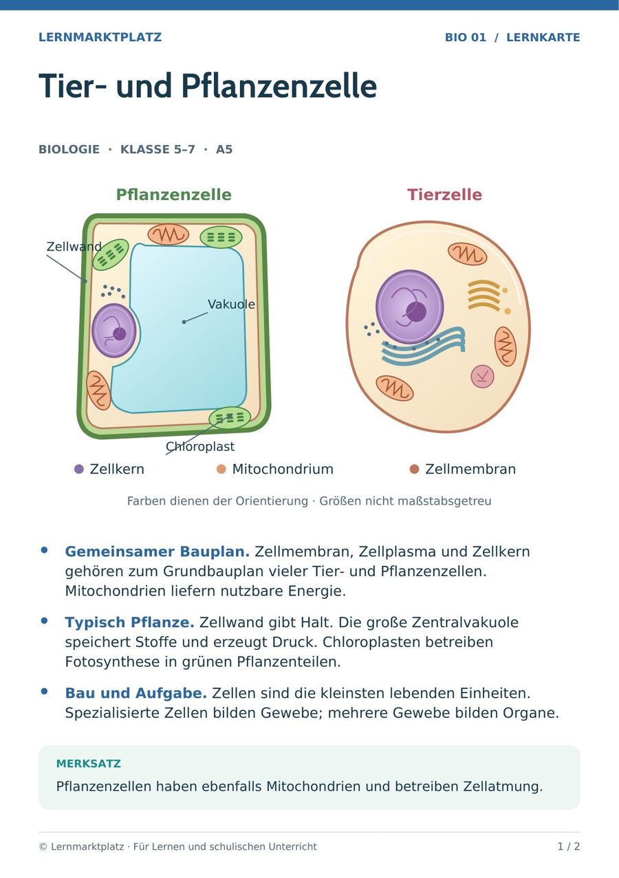 Biologie: Tier- und Pflanzenzelle – überarbeitete A5-Lernkarte mit beschrifteten Zellzeichnungen