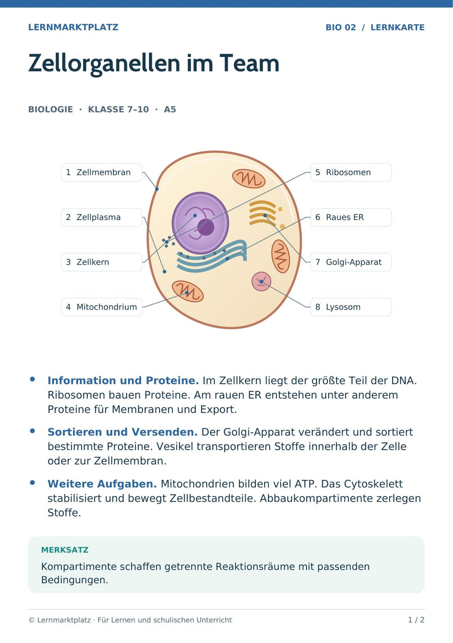 Biologie: Zellorganellen im Team – überarbeitete A5-Lernkarte