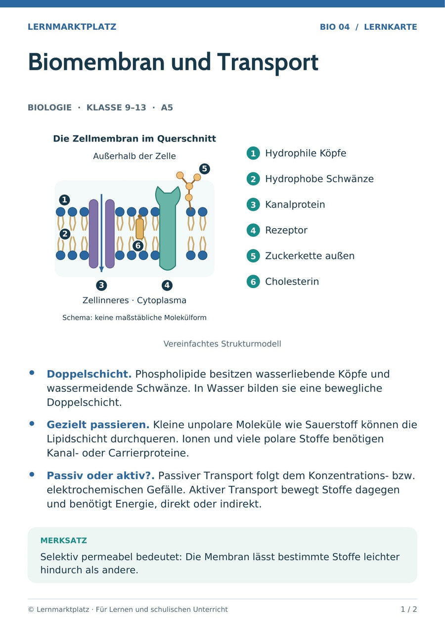 Biologie: Biomembran und Transport – überarbeitete A5-Lernkarte