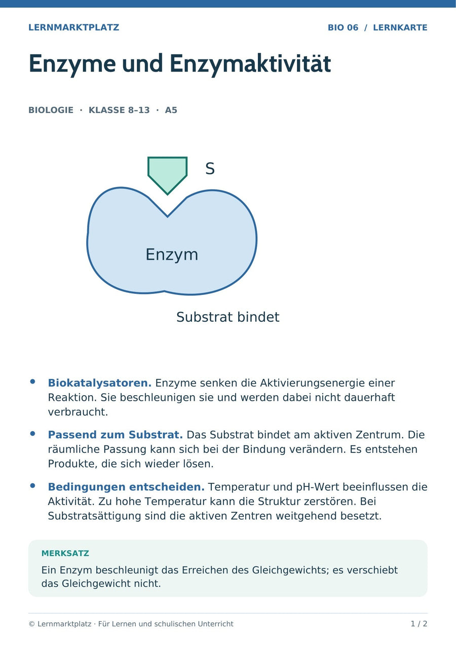 Biologie: Enzyme und Enzymaktivität – überarbeitete A5-Lernkarte