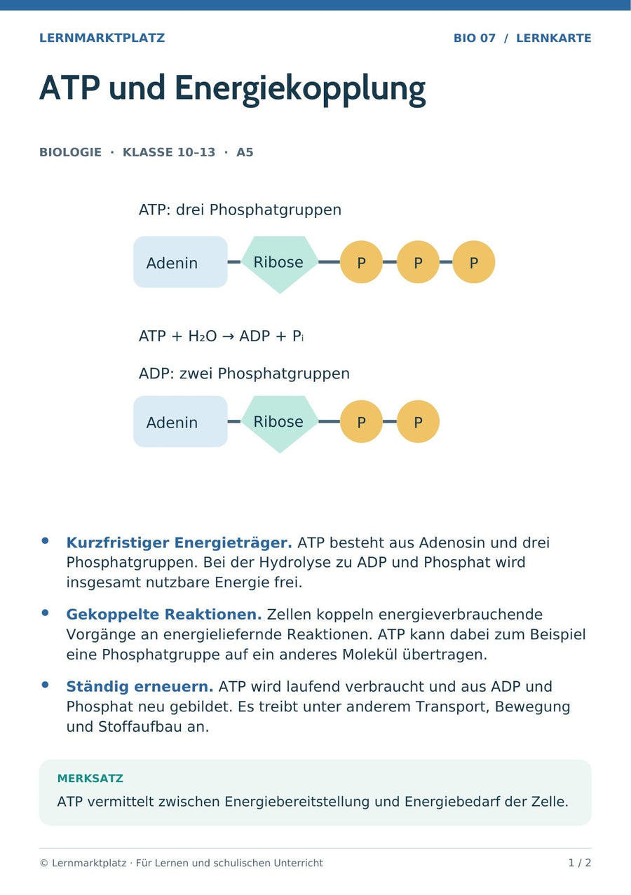 Biologie: ATP und Energiekopplung – überarbeitete A5-Lernkarte