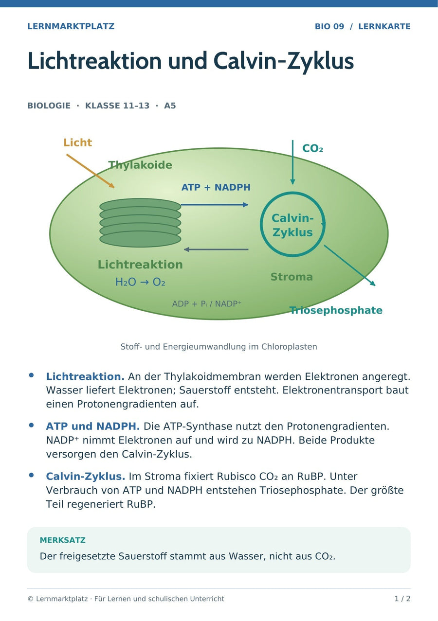 Biologie: Lichtreaktion und Calvin-Zyklus – überarbeitete A5-Lernkarte