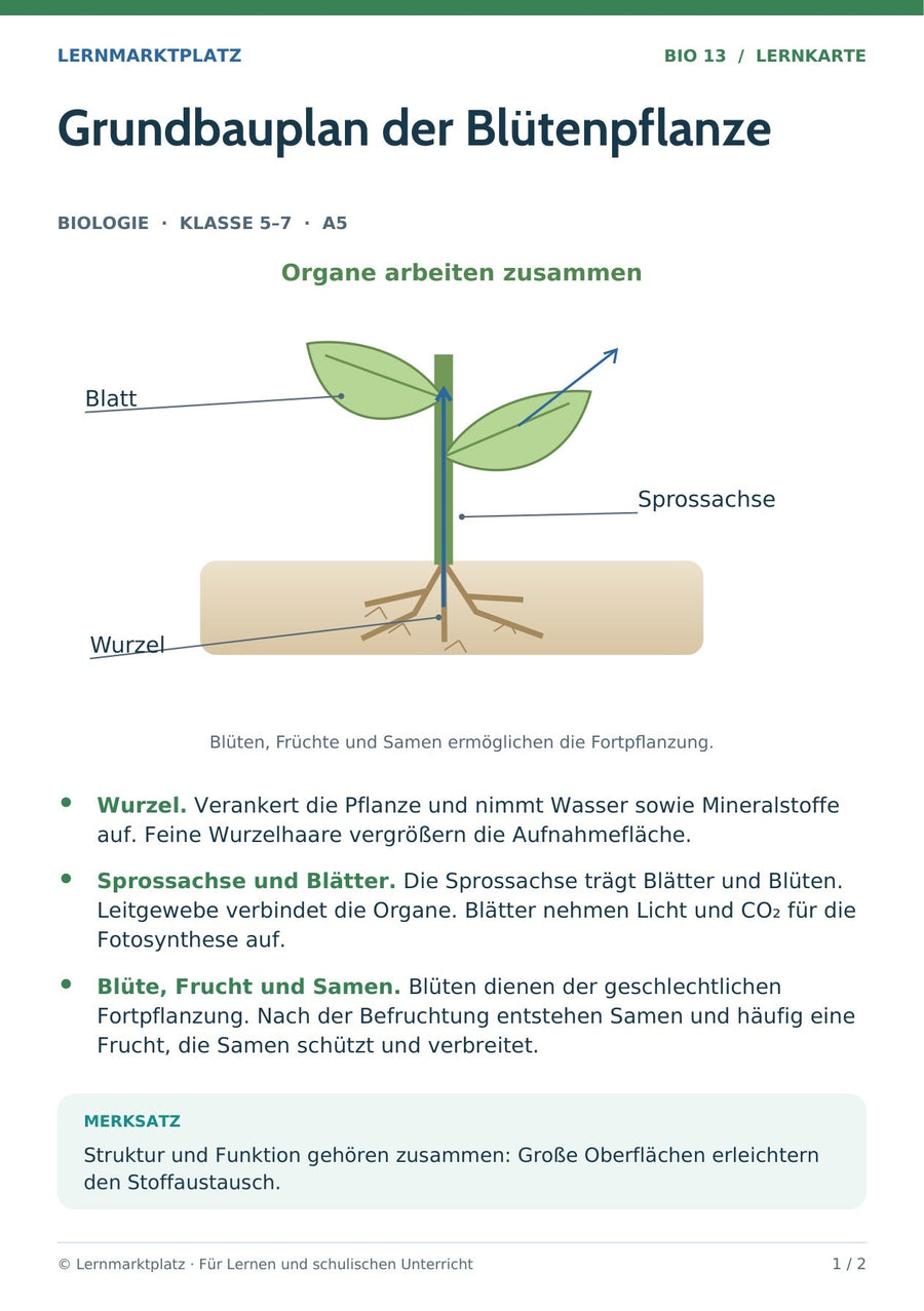 Biologie: Grundbauplan der Blütenpflanze – überarbeitete A5-Lernkarte