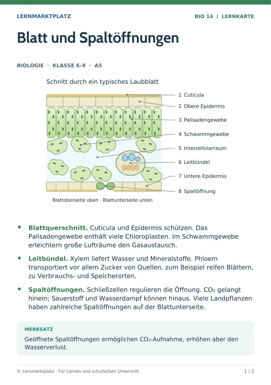 Biologie: Blatt und Spaltöffnungen – überarbeitete A5-Lernkarte
