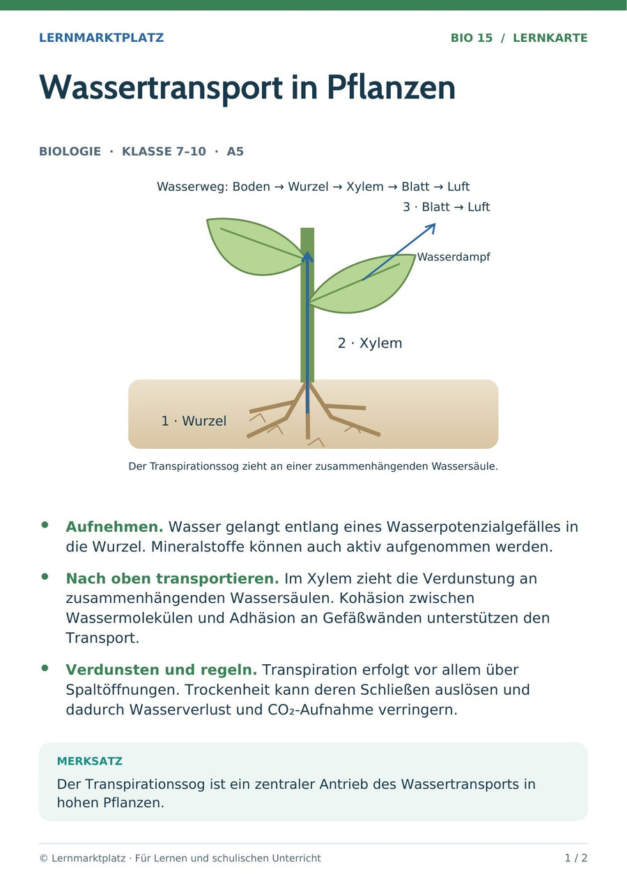Biologie: Wassertransport in Pflanzen – überarbeitete A5-Lernkarte