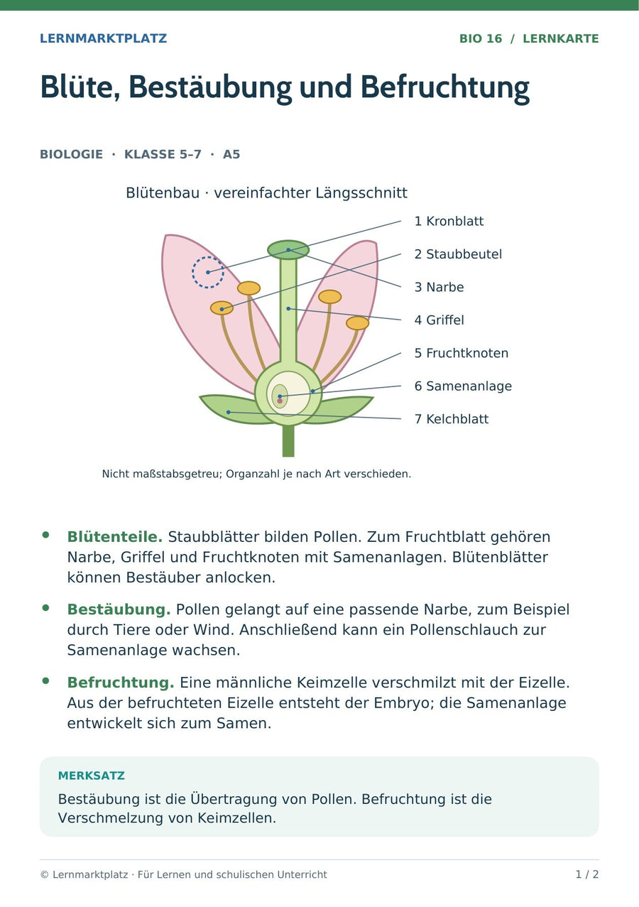 Biologie: Blüte, Bestäubung und Befruchtung – überarbeitete A5-Lernkarte