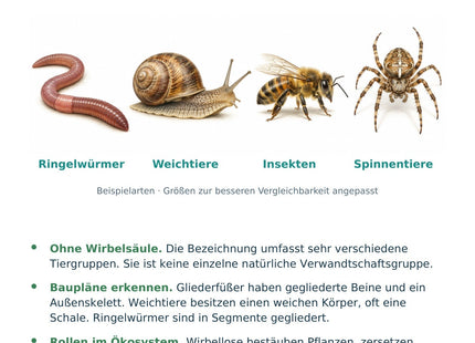 Biologie: Wirbellose Tiere – überarbeitete A5-Lernkarte